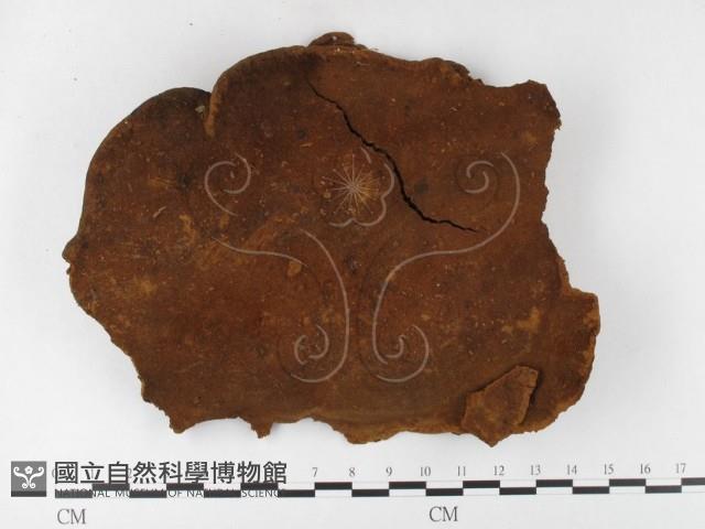 木層孔菌屬藏品圖，第1張