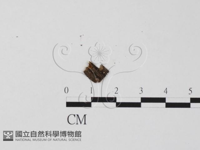 登錄號:F0021032藏品圖，第1張