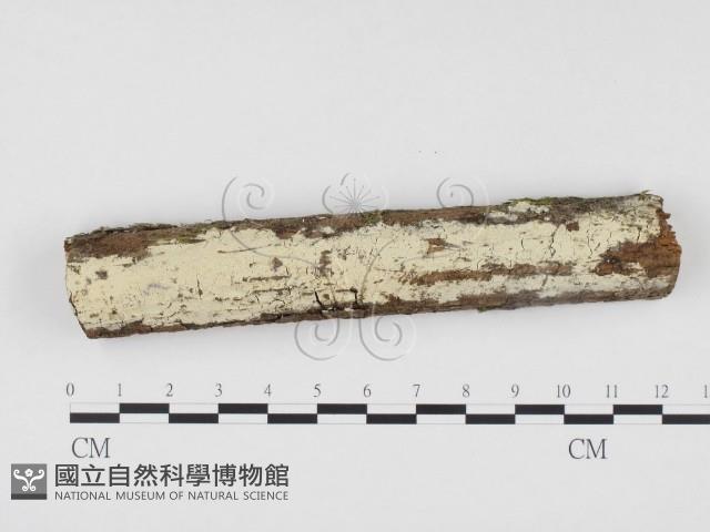 冇骨消絲齒菌藏品圖，第1張