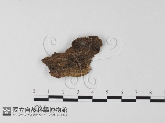 登錄號:F0011032藏品圖，第1張