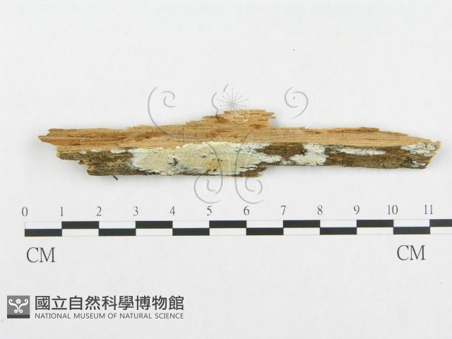 登錄號:F0014032藏品圖，第1張