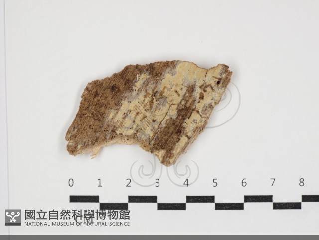 登錄號:F0034032藏品圖，第1張