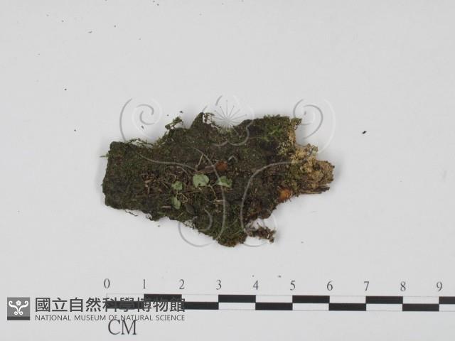 登錄號:F0022032藏品圖，第1張