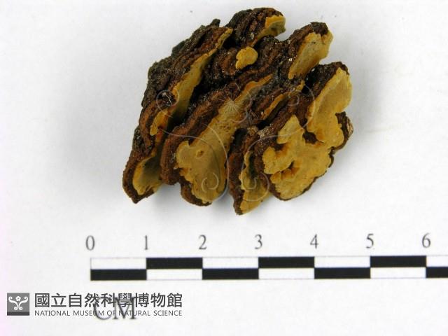 登錄號:F0012032藏品圖，第1張