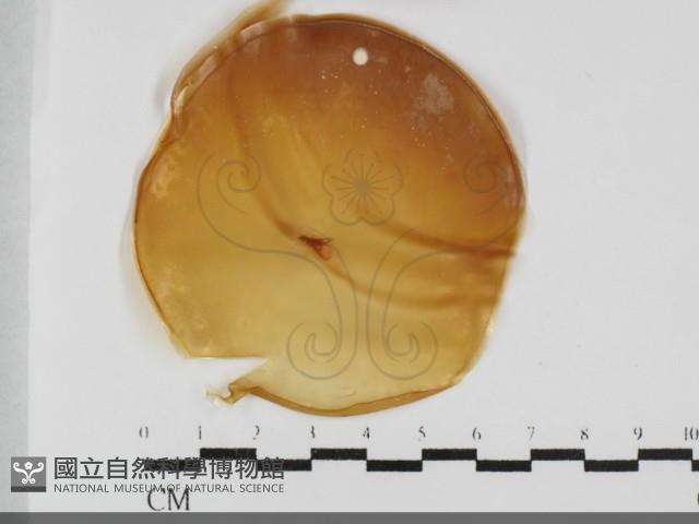 登錄號:F0032032藏品圖，第1張