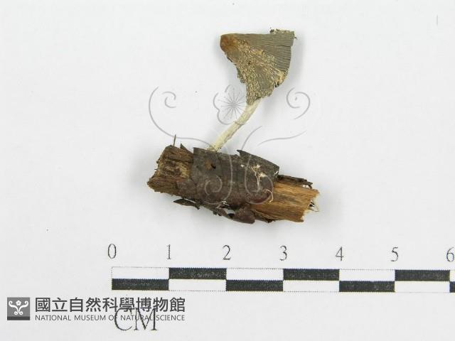 鬼傘屬藏品圖，第1張