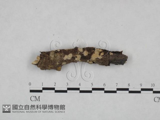 登錄號:F0025032藏品圖，第1張