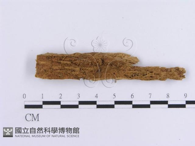 登錄號:F0005032藏品圖，第1張