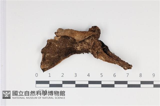 登錄號:F0035032藏品圖，第1張