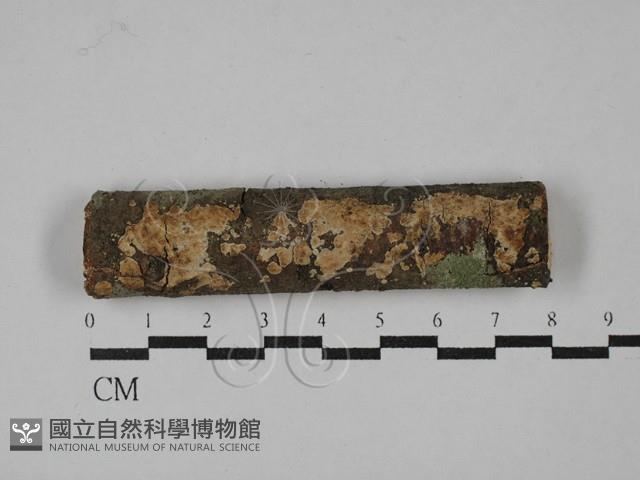 刺皮菌屬藏品圖，第1張