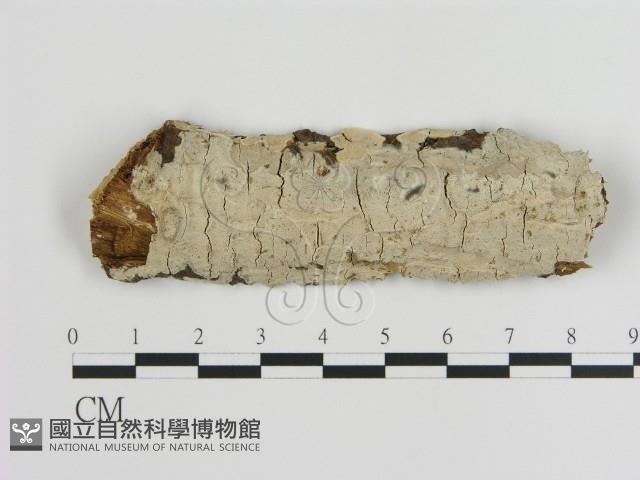 刺皮菌屬藏品圖，第1張