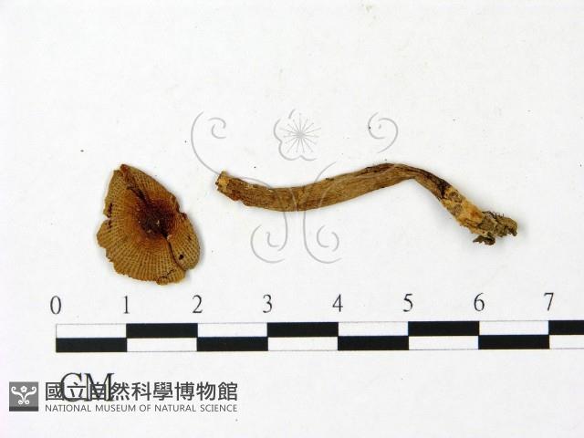 登錄號:F0023032藏品圖，第1張