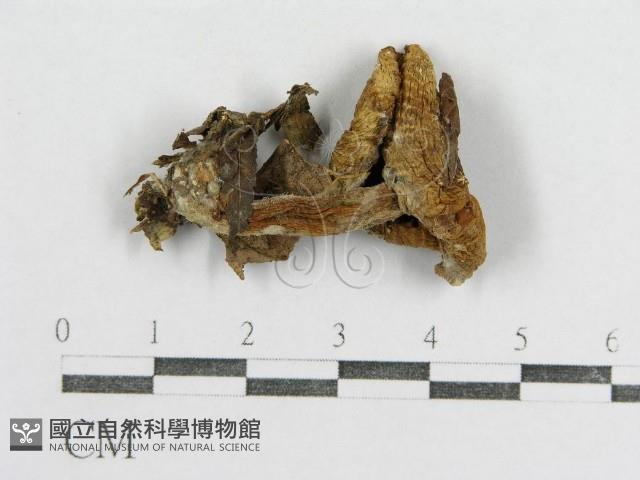紅菇屬藏品圖，第1張