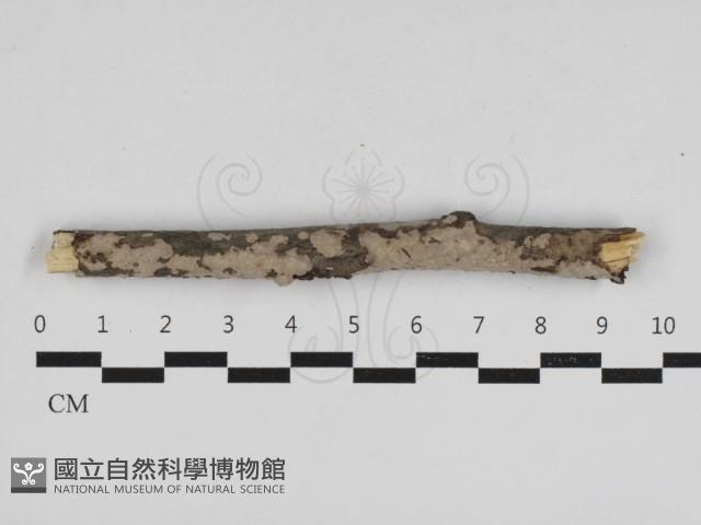 登錄號:F0033032藏品圖，第1張