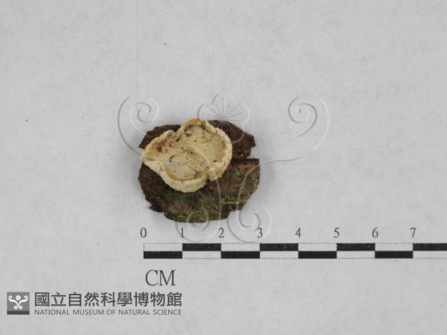 登錄號:F0028332藏品圖，第1張