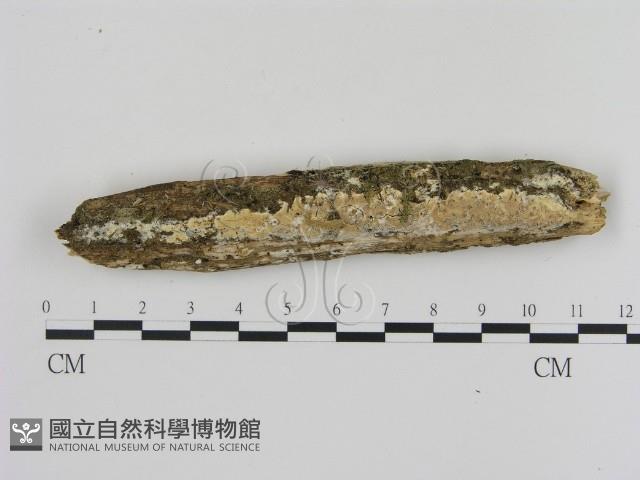 登錄號:F0020332藏品圖，第1張