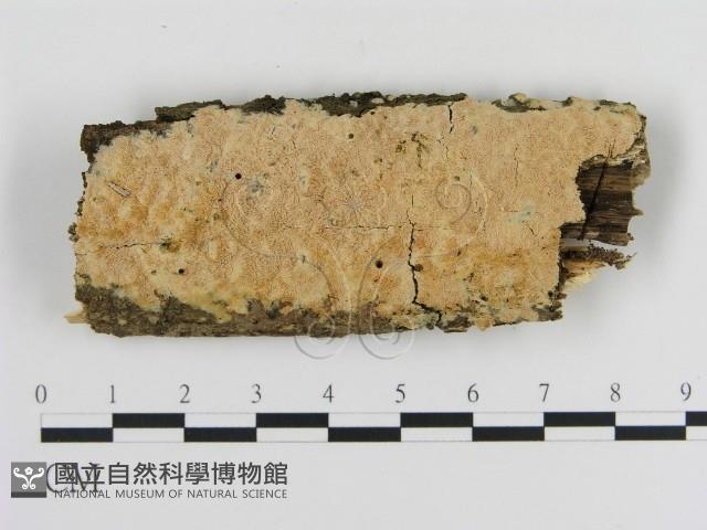 登錄號:F0010332藏品圖，第1張