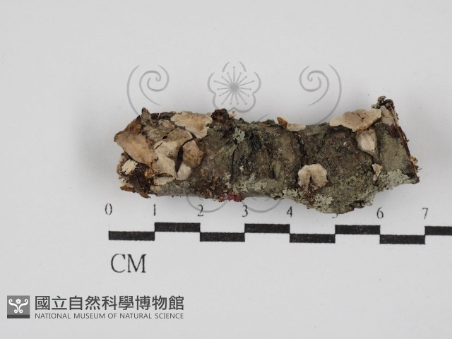 刺皮菌屬藏品圖，第1張