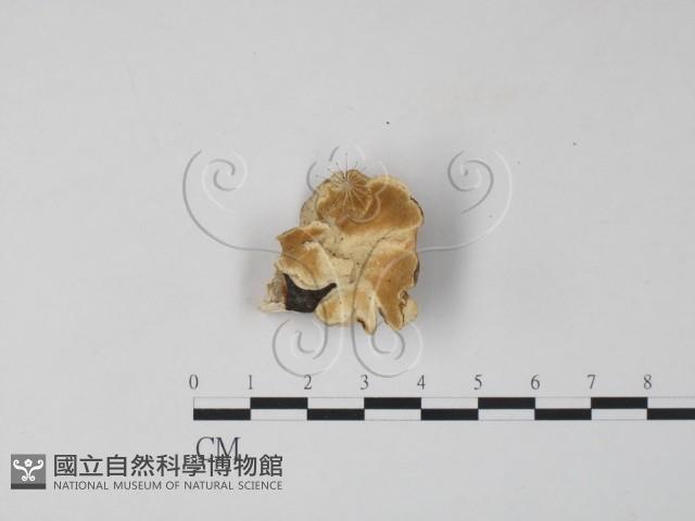 雲芝藏品圖，第1張