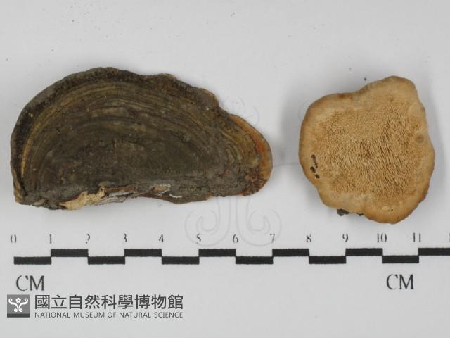 栓菌屬藏品圖，第1張