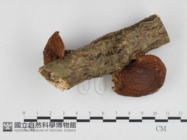 登錄號:F0024332藏品圖，第1張