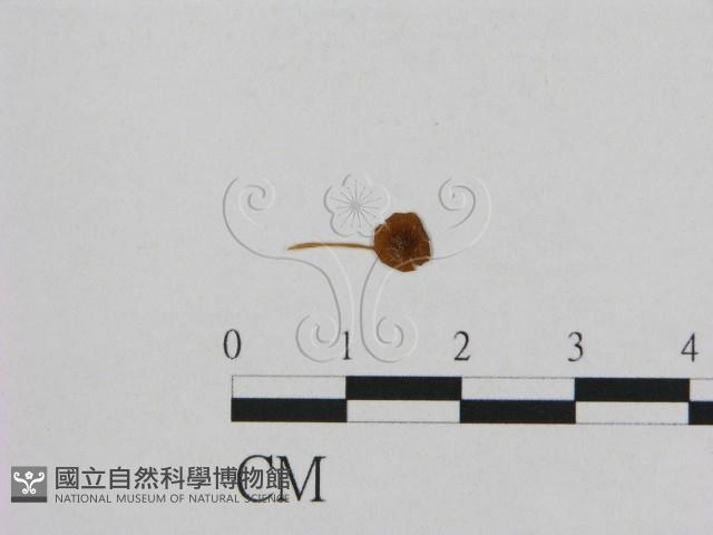 登錄號:F0014332藏品圖，第1張