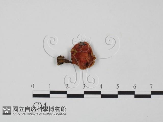 登錄號:F0002332藏品圖，第1張