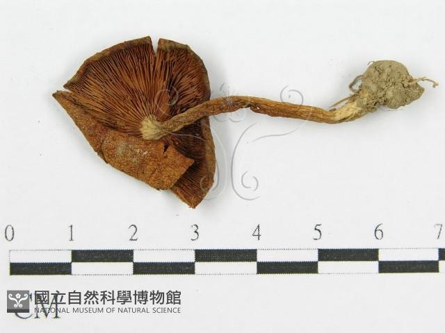 登錄號:F0012332藏品圖，第1張