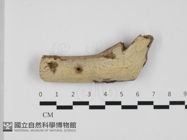 登錄號:F0032332藏品圖，第1張