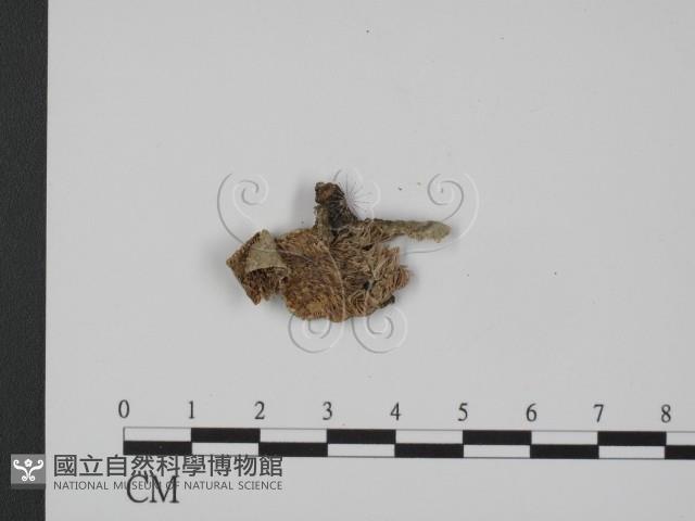 登錄號:F0007332藏品圖，第1張