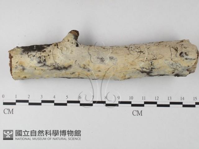 登錄號:F0025332藏品圖，第1張