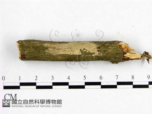 登錄號:F0005332藏品圖，第1張