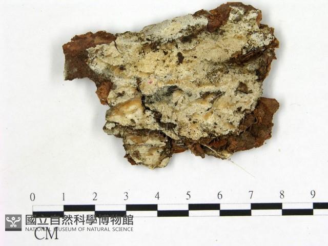 登錄號:F0015332藏品圖，第1張