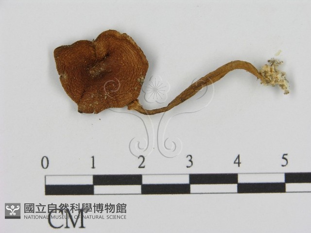 登錄號:F0003332藏品圖，第1張