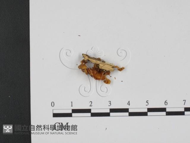 登錄號:F0013332藏品圖，第1張