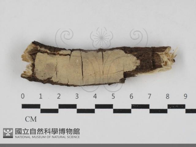 登錄號:F0033332藏品圖，第1張