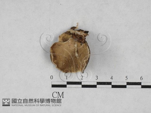 雲芝藏品圖，第1張