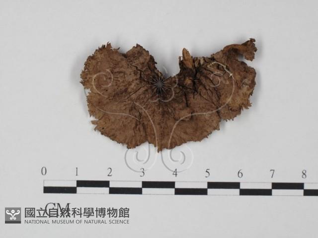 登錄號:F0008272藏品圖，第1張