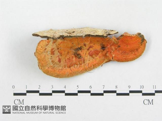 血紅密孔菌藏品圖，第1張