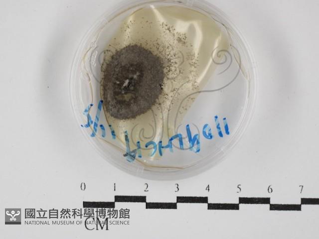 登錄號:F0030272藏品圖，第1張