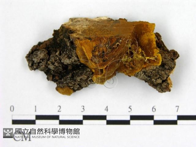 登錄號:F0006272藏品圖，第1張