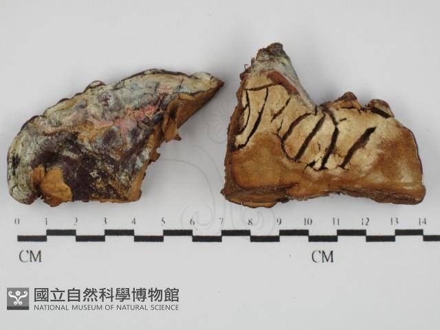 館號:F0021272藏品圖，第1張