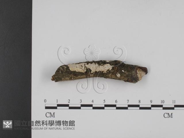 登錄號:F0001272藏品圖，第1張