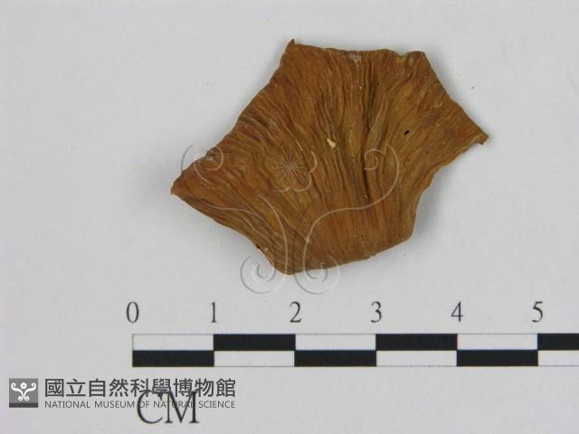 登錄號:F0011272藏品圖，第1張