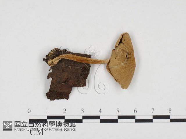 登錄號:F0024272藏品圖，第1張
