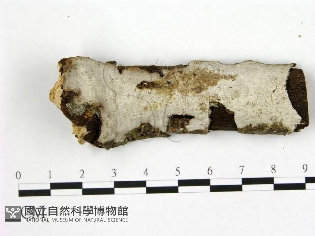 登錄號:F0004272藏品圖，第1張