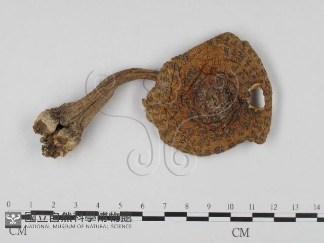 登錄號:F0014272藏品圖，第1張