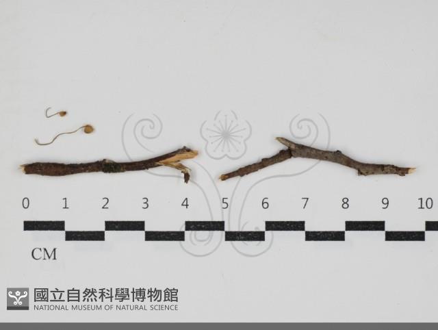 登錄號:F0034272藏品圖，第1張