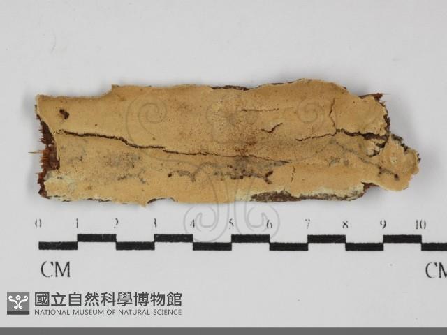 登錄號:F0032272藏品圖，第1張