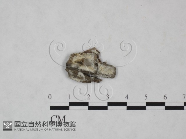 冇骨消絲齒菌藏品圖，第1張